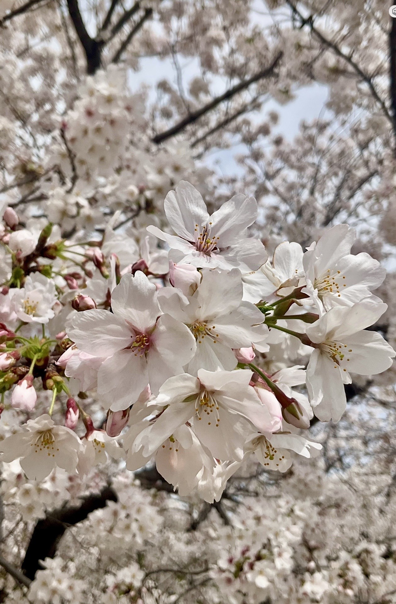 ４月５日　撮影